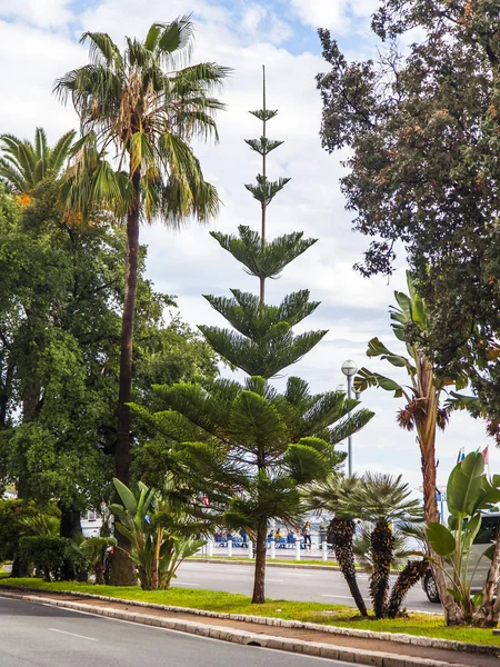 Nicea Francja Października 2019 Malownicze Południowe Rośliny Ulicy Miejskiej — Zdjęcie stockowe