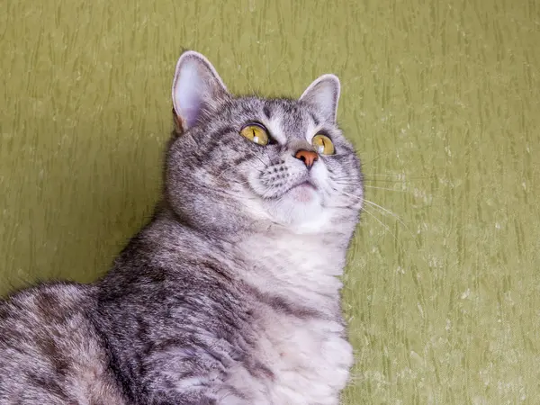 Hermoso Gato Gris Para Colorear Tabby —  Fotos de Stock
