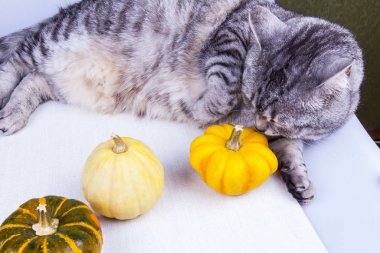 Dekoratif balkabaklı gri kedi tekir