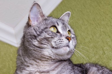 Güzel gri kedi boyalı tekir