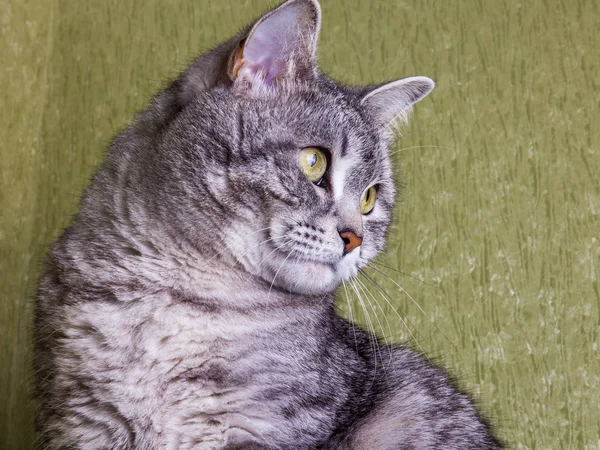 Beautiful Grey Cat Colouring Tabby — Stock Photo, Image