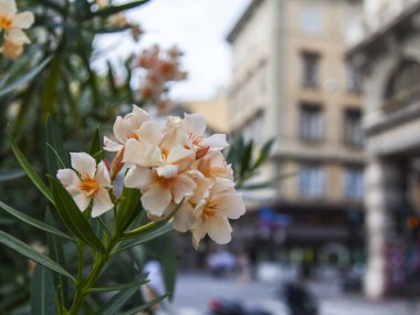 Kentsel bir ortamda çiçekler. 