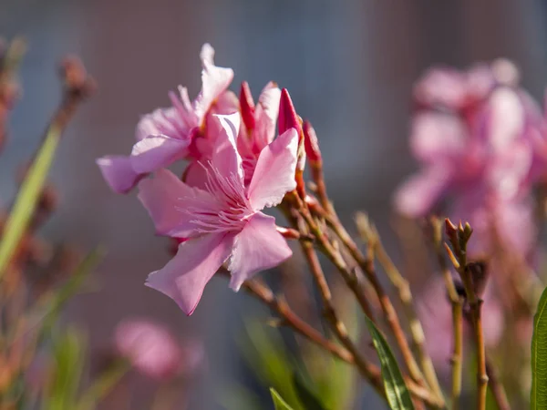 Ροζ Λουλούδια Του Γραφικού Νότιου Φυτού — Φωτογραφία Αρχείου