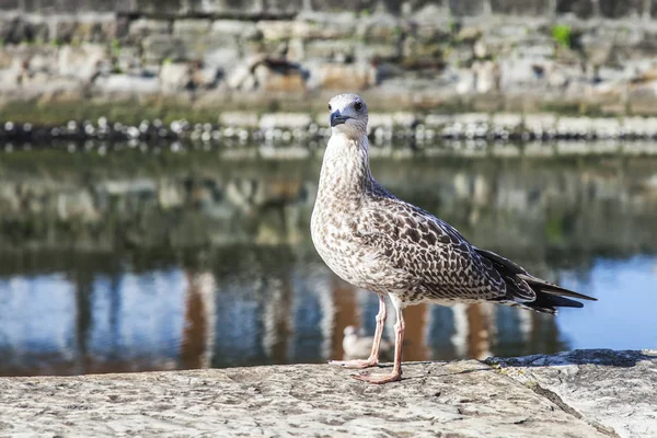 Zeemeeuw Zit Een Stenen Borstwering — Stockfoto