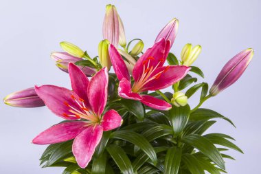 Güzel beyaz Lysiantus buketi