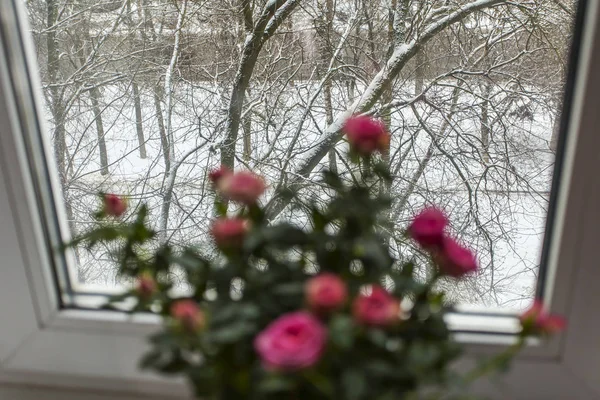 Křoví Růžových Růží Parapetu Zimní Ulice Oknem — Stock fotografie