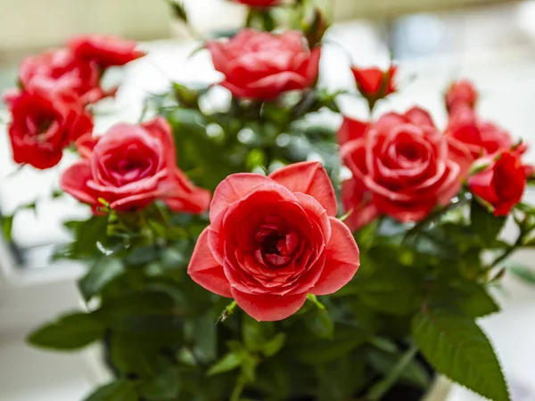 Beauté Buisson Roses Roses — Photo