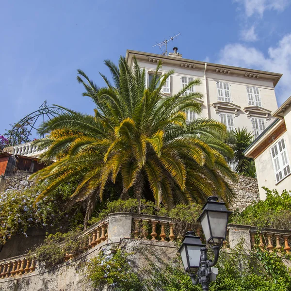 Niza Francia Octubre 2019 Palmera Pintoresca Sobre Fondo Arquitectura Tradicional — Foto de Stock