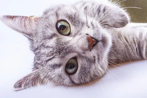 Hermoso Gato Gris Para Colorear Tabby — Foto de Stock