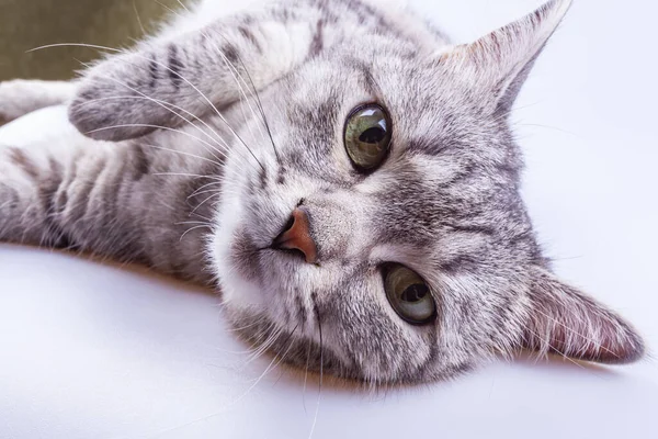 Hermoso Gato Gris Tabby Suelo — Foto de Stock