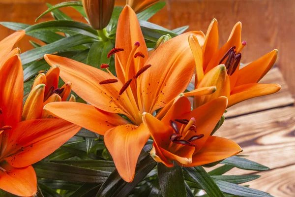 Pomarańczowe Kwiaty Malowniczej Rośliny Dekoracyjnej Pokoju Tle Drewnianej Powierzchni — Zdjęcie stockowe