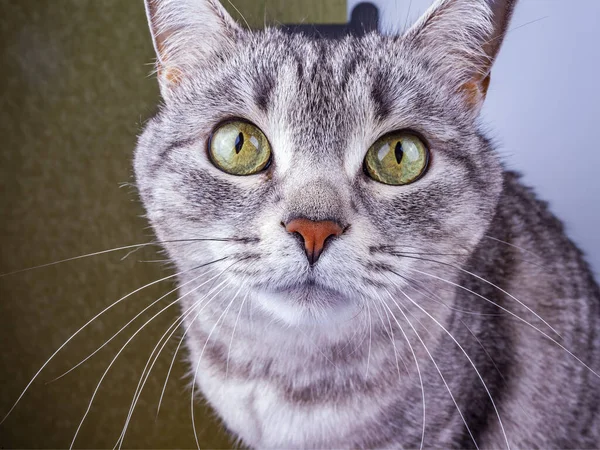 Schöne Graue Katze Gestromt — Stockfoto
