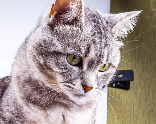 Schöne Graue Katze Tabby Sieht Sich — Stockfoto