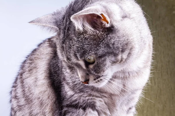 Hermoso Gato Gris Tabby Mira Alrededor — Foto de Stock