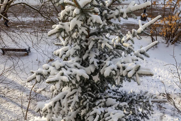 Sneeuw Bedekte Takken Voor Een Blauwe Decoratieve Fir Tree Het — Stockfoto