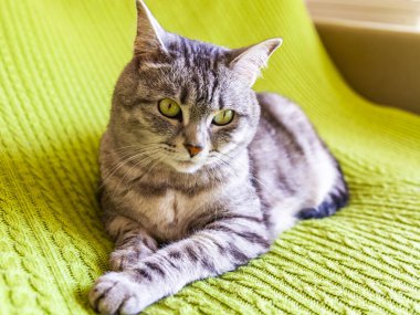 Güzel tüylü tekir kedisi kanepede yatıyor.