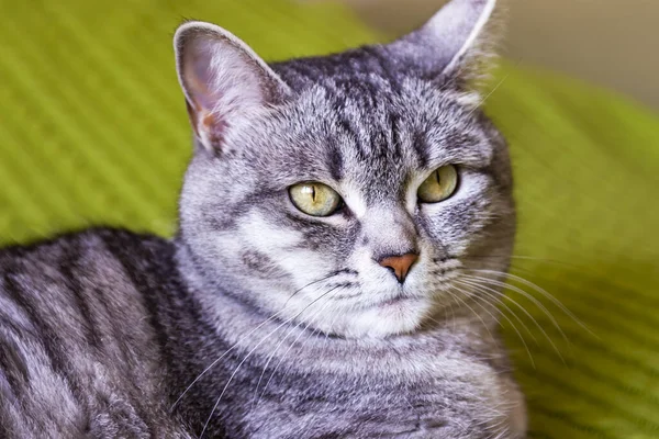 Die Schöne Flauschige Katze Von Tabby Liegt Auf Dem Sofa — Stockfoto