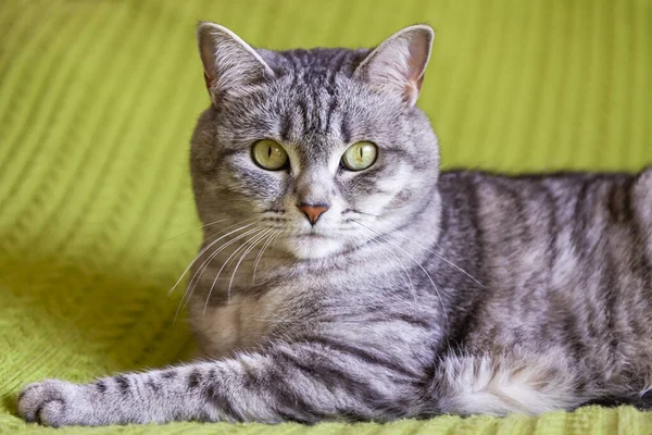Beautiful Fluffy Cat Tabby Lies Sofa — Stock Photo, Image