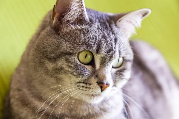 Beautiful Fluffy Cat Tabby Lies Sofa — Stock Photo, Image