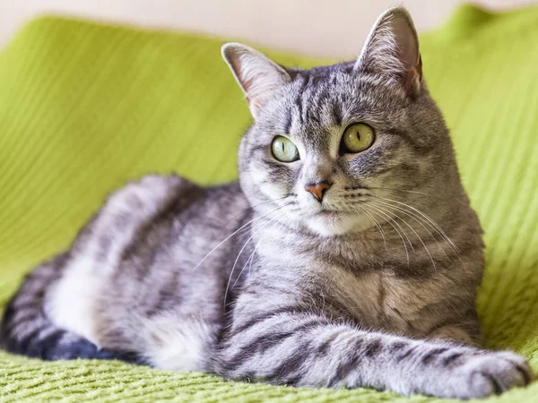 Die Schöne Flauschige Katze Von Tabby Liegt Auf Dem Sofa — Stockfoto