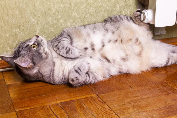 Kucing Berbulu Indah Dari Tabby Terletak Lantai — Stok Foto