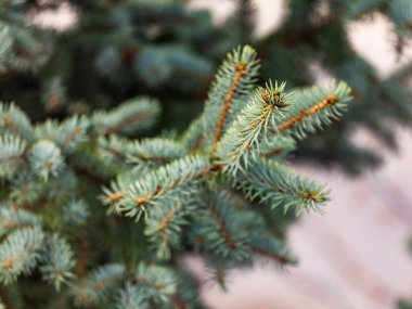 Dekoratif mavi bir köknar ağacının dalı