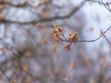 Genç yapraklar baharda bir ağaç dalında