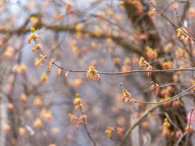 Genç yapraklar baharda bir ağaç dalında