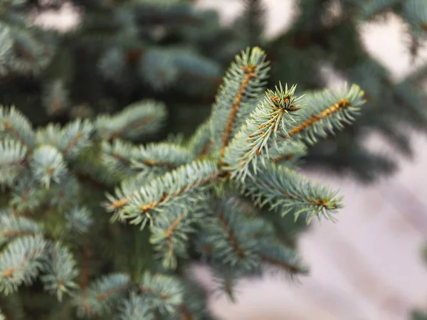 Branch Decorative Blue Fir Tree — Stock Photo, Image