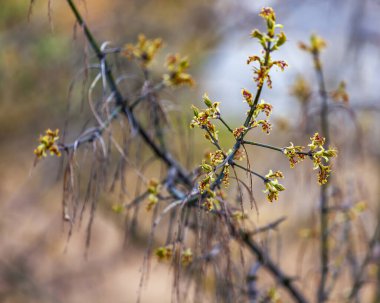 Genç yapraklar baharda bir ağaç dalında