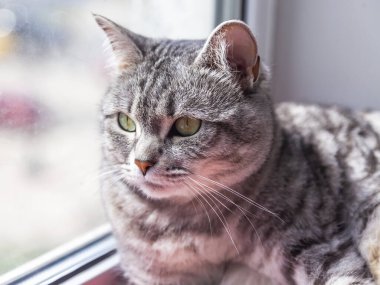 Gri kedi bir pencere pervazına üzerinde oturur ve kendini görünüyor