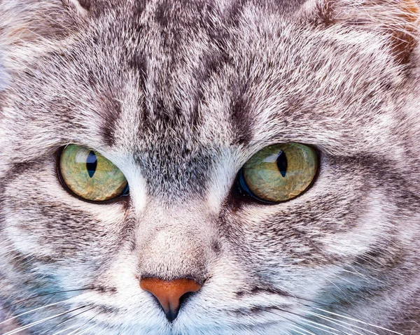 Gray Cat Looks Herself — Stock Photo, Image