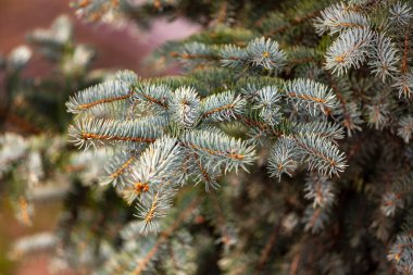 Dekoratif mavi bir köknar ağacının dalı