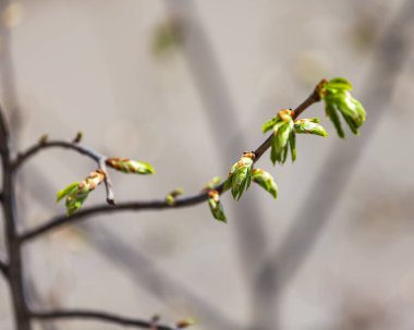 Genç yapraklar baharda bir ağaç dalında
