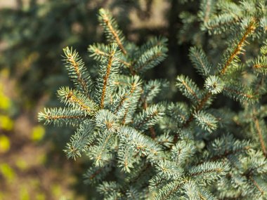 Dekoratif mavi bir köknar ağacının dalı