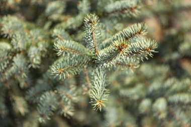 Dekoratif mavi bir köknar ağacının dalı