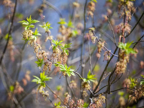잎사귀들 봄철에 나뭇가지에 떨어지다 — 스톡 사진