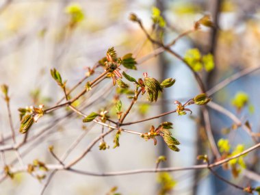 Genç yapraklar baharda bir ağaç dalında