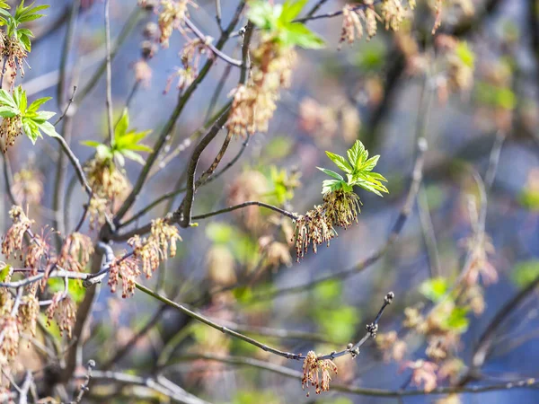 春に木の枝に若い葉 — ストック写真