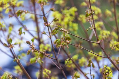 Genç yapraklar baharda bir ağaç dalında