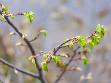 Genç yapraklar baharda bir ağaç dalında