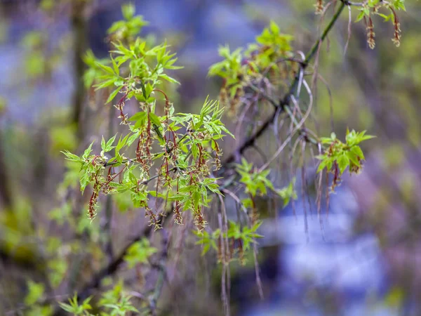 Folhas Jovens Ramo Árvore Primavera — Fotografia de Stock