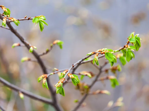 Jeunes Feuilles Sur Une Branche Arbre Printemps — Photo