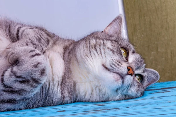Hermoso Gato Esponjoso Tabby Yace Suelo — Foto de Stock