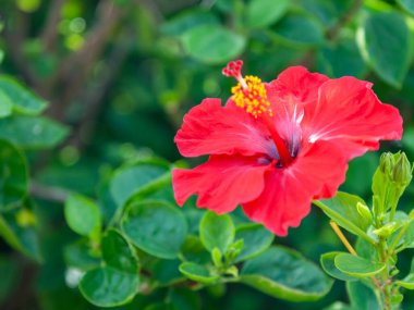 Yeşil yaprakların hibiscus ortamının iyi kırmızı çiçek