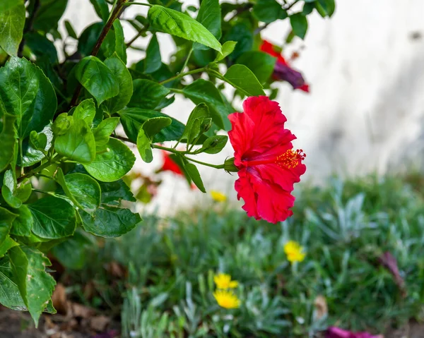 Czysty Czerwony Kwiat Hibiscus Środowiska Zielonych Liści — Zdjęcie stockowe