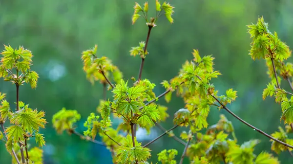 春に木の枝に若い葉 — ストック写真