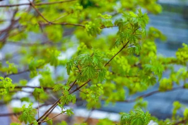 Hojas Jóvenes Una Rama Árbol Primavera —  Fotos de Stock