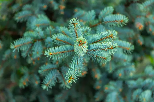 Branche Sapin Bleu Décoratif — Photo