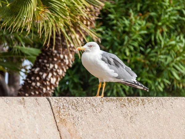 Meeuw Zit Balustrade South Park — Stockfoto